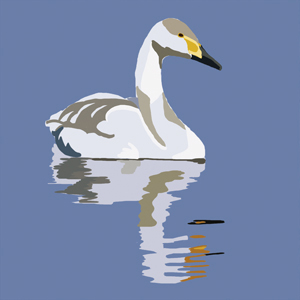 Whooper swan - digital art by Liz Wingham